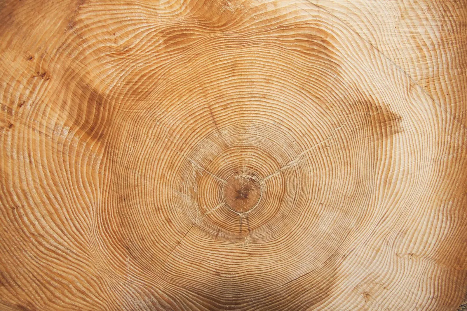 Close-up of a tree stump showing concentric growth rings in warm wood tones